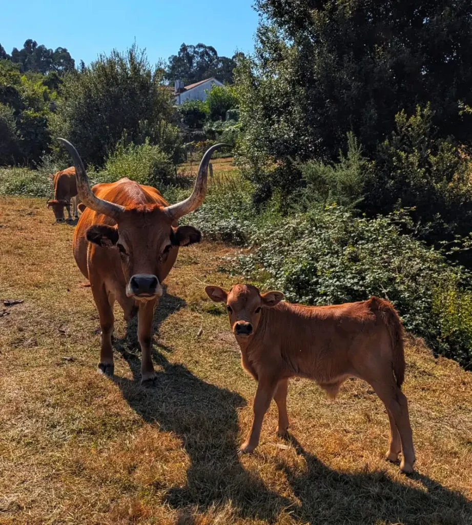 explotacion ganadera vacas cachenas