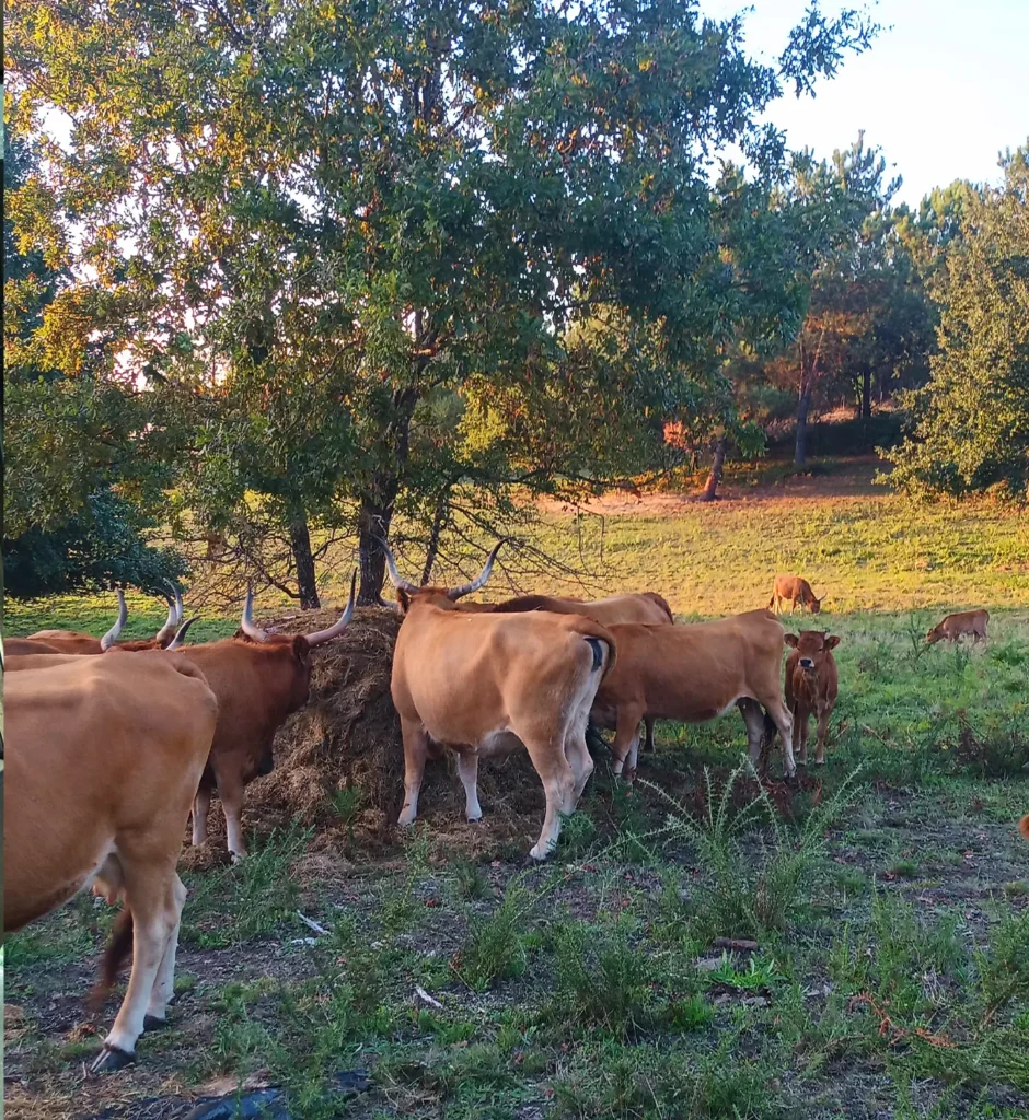 vacas cachenas en santiago